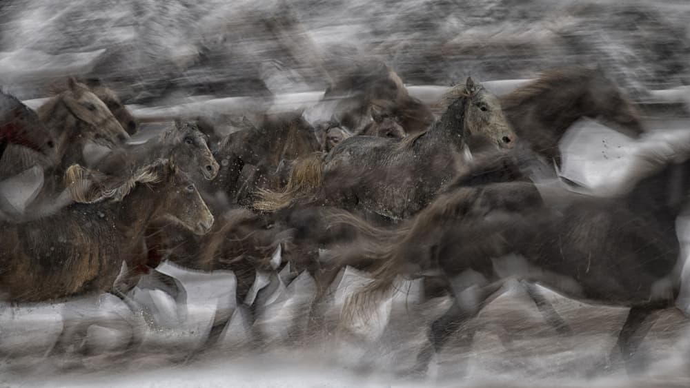 Galloping Horses in Winter by Milan Malovrh — canvas wall art