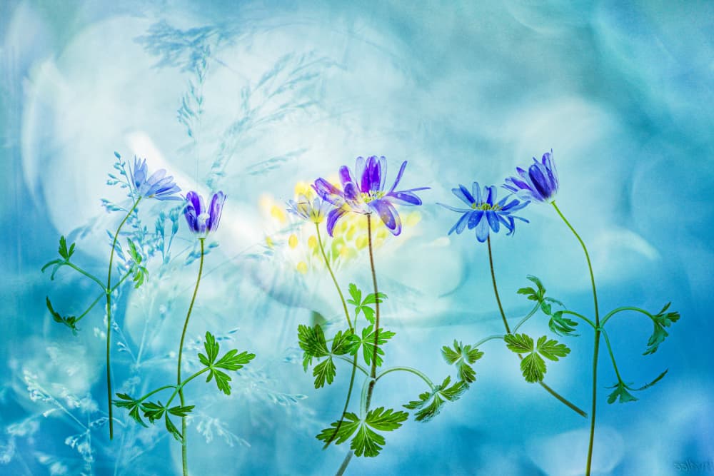 Dreamy Blue Flowers by Hilda van der Lee — canvas wall art