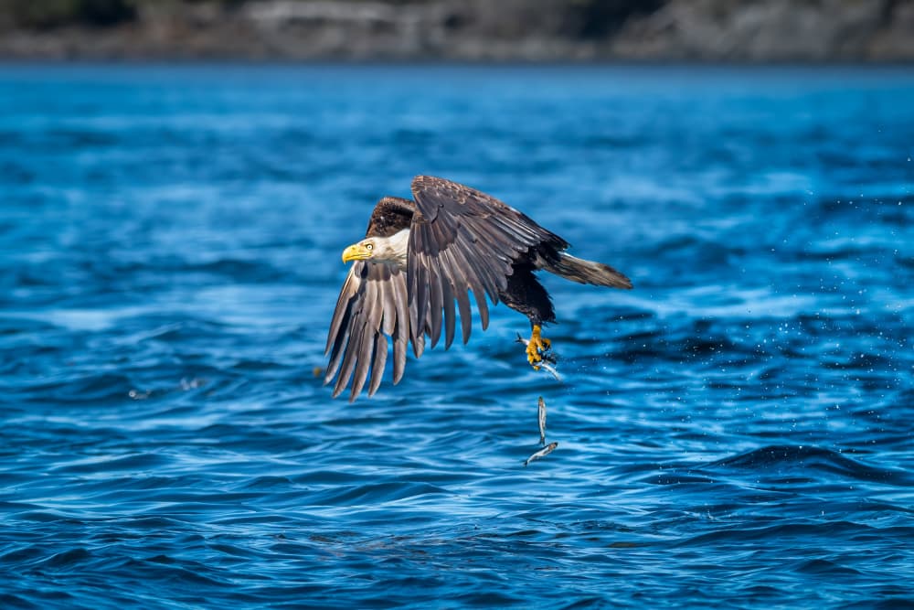 Majestic Eagle Catch by Jeffrey C. Sink — canvas wall art