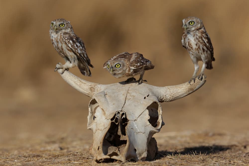 Three Owls Desert Skull by David Manusevich — canvas wall art