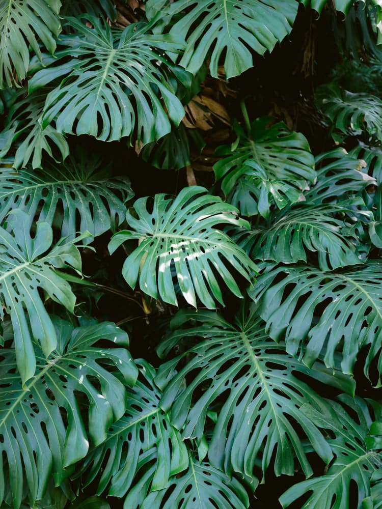 Monstera wall in Lisbon by Raisa Zwart — canvas wall art