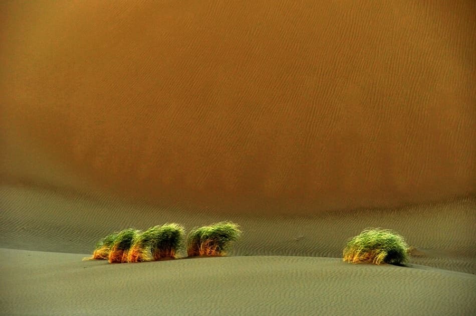 Sparse Desert Growth by Arash Karimi — canvas wall art