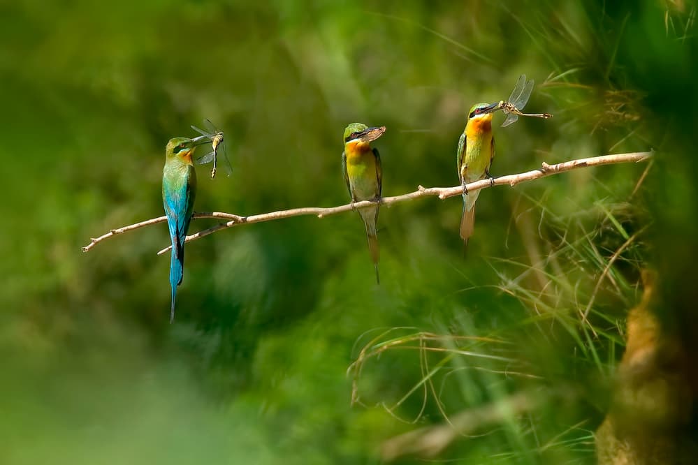 Green Bee-eaters Catch Dragonflies by Hua Zhu — canvas wall art