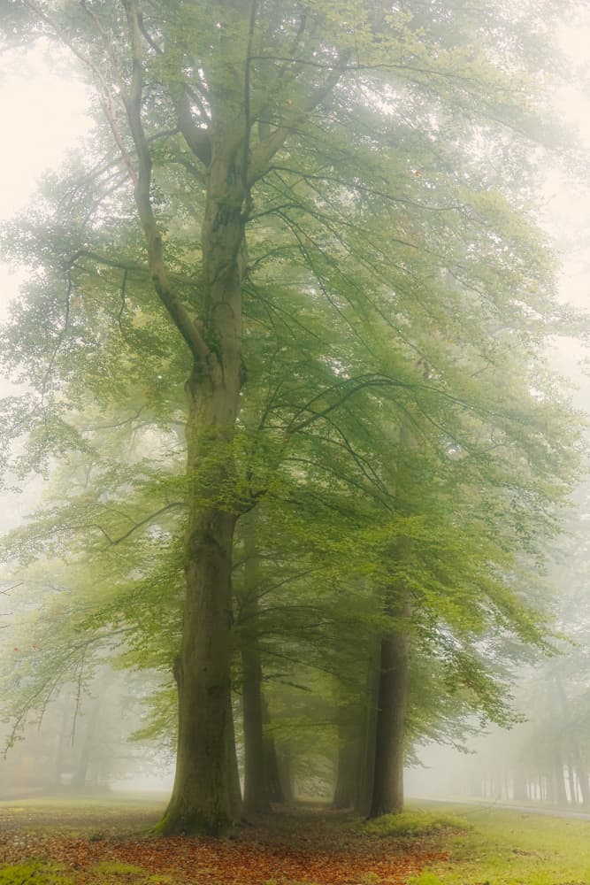 Misty Forest Path by Hilda van der Lee — canvas wall art