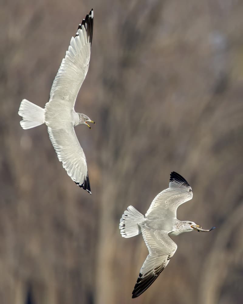 Gulls In Flight by Jacob (Jian) Xu — canvas wall art