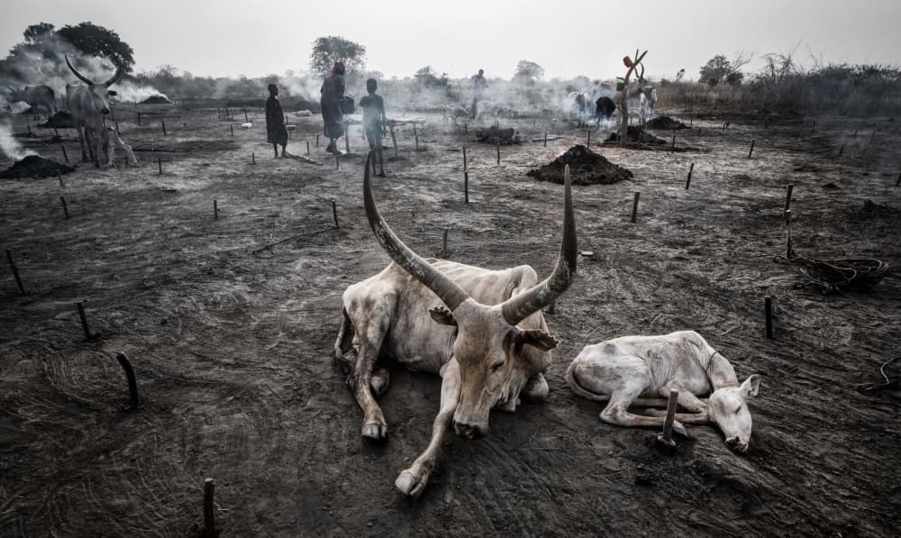 African Cattle Drought by Joxe Inazio Kuesta Garmendia — canvas wall art