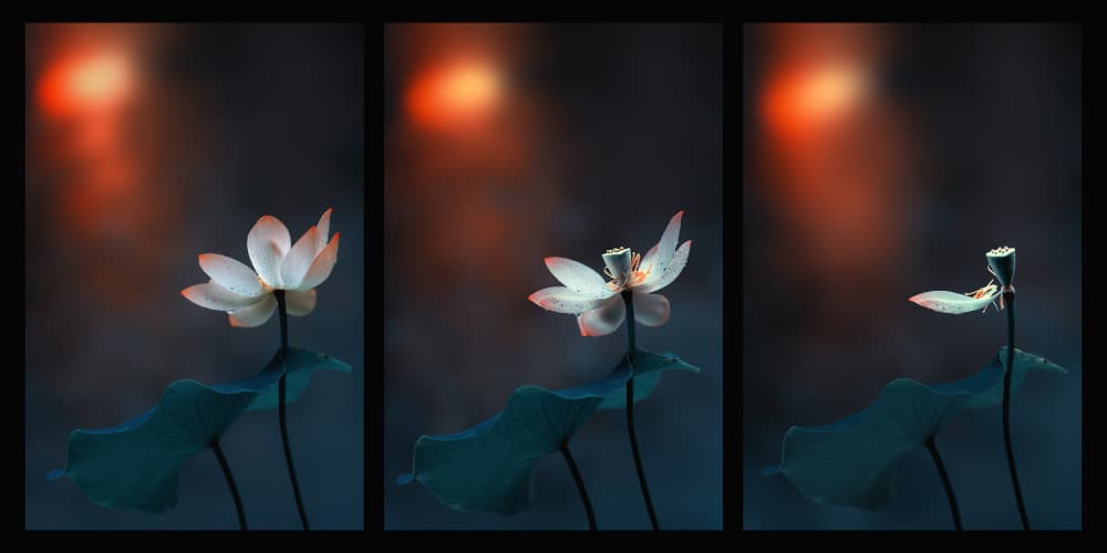 Lotus Life Stages by Mei Xu — canvas wall art