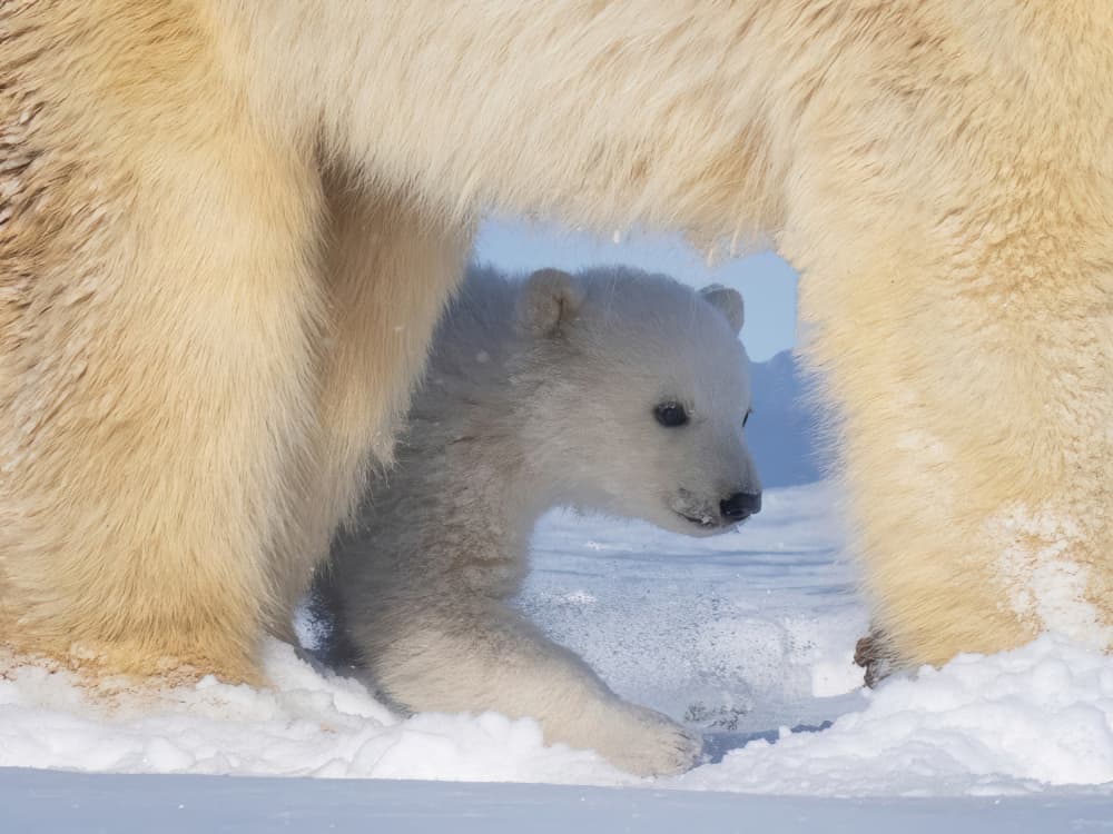 Polar Bear Cub Exploring by Yuan Su — canvas wall art