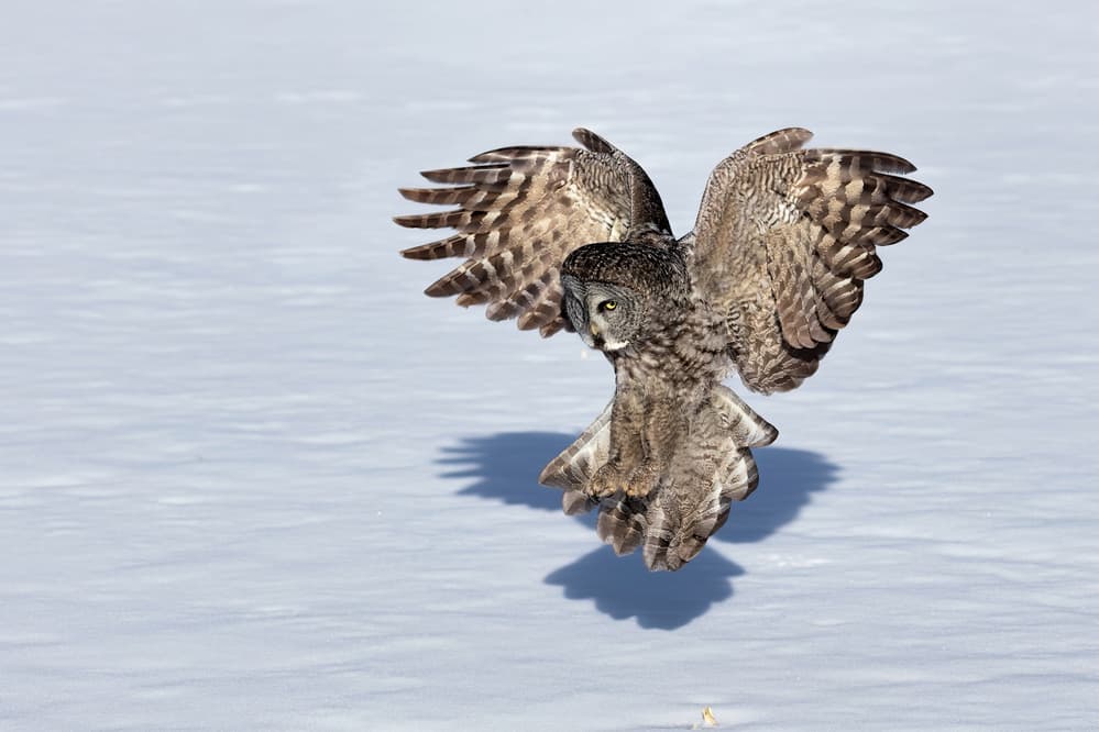 Great Gray Owl Winter Flight by Jun Zuo — canvas wall art
