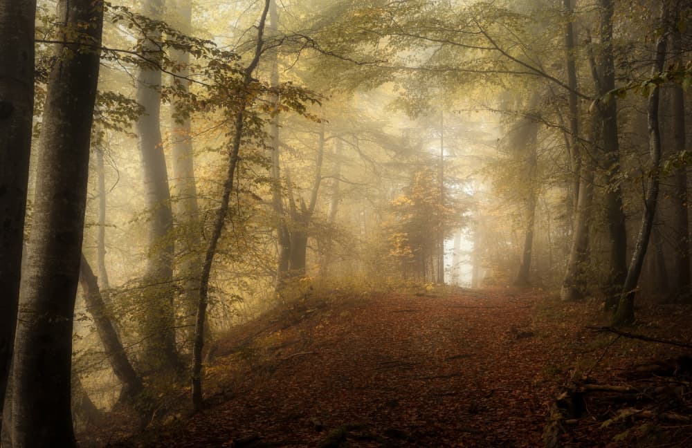 Misty Forest Path Autumn by Norbert Maier — canvas wall art