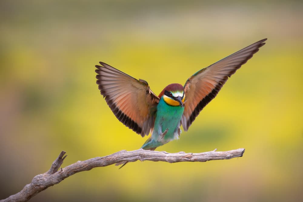 Vibrant Bee-eater Landing by TONY GORAN — canvas wall art
