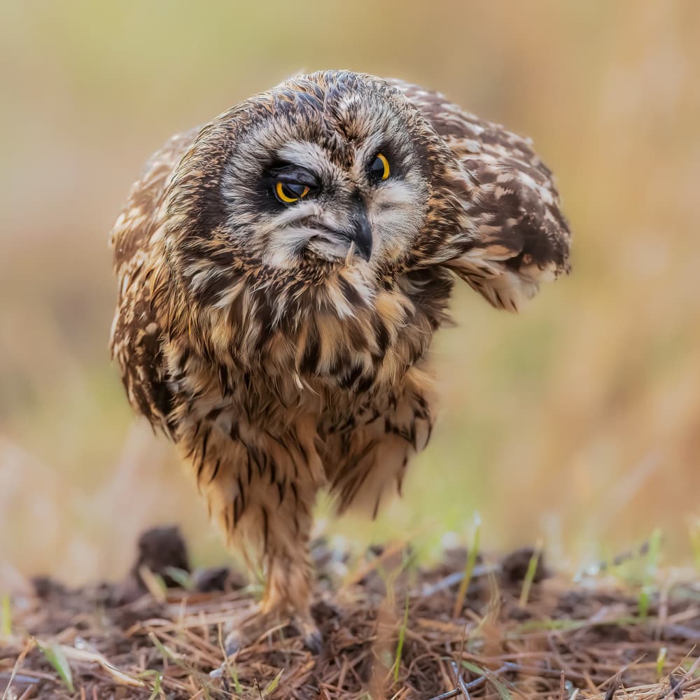 Grumpy Short-Eared Owl by Taksing (吉星高照) — canvas wall art