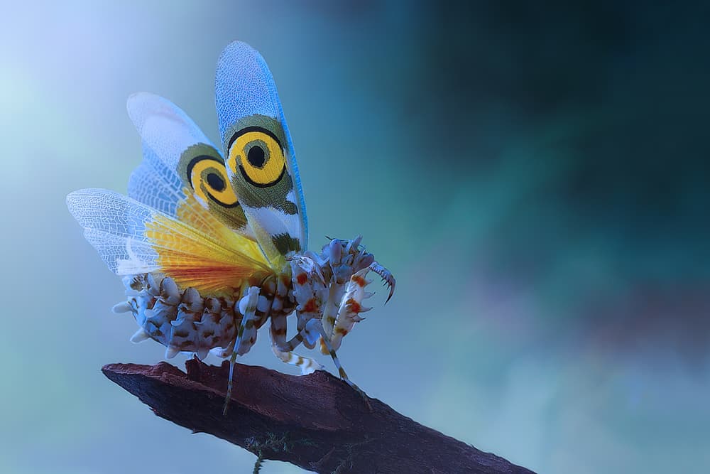 Blue Winged Mantis by Jimmy Hoffman — canvas wall art