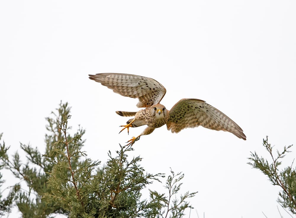 Kestrel in Flight by Shlomo Waldmann — canvas wall art