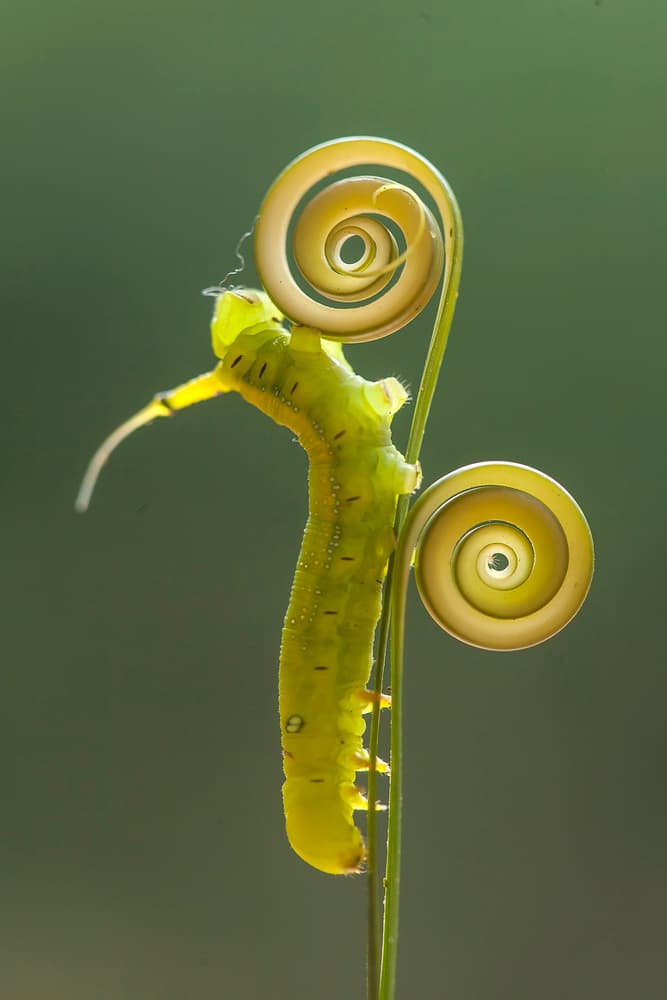 Green Caterpillar Spiral by Abdul Gapur Dayak — canvas wall art