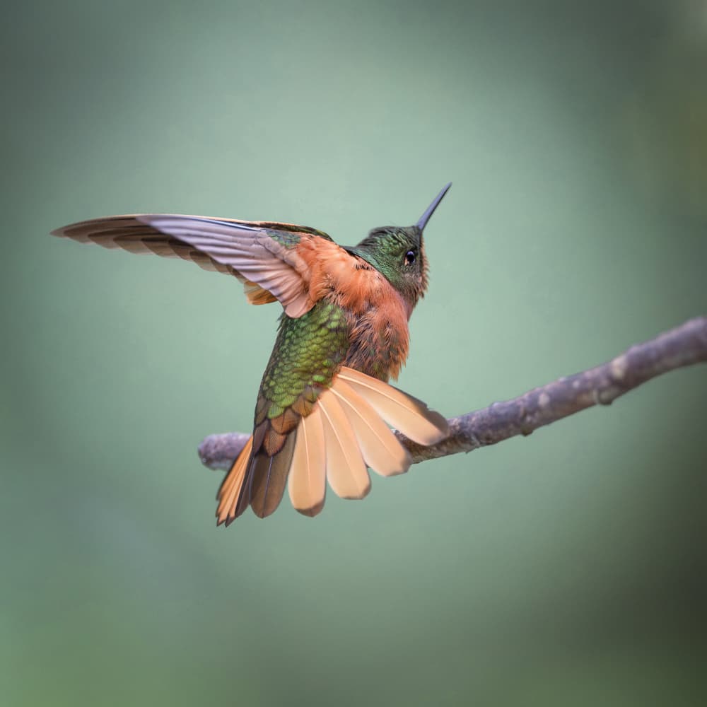 Hummingbird Wings Spread by Taksing (吉星高照) — canvas wall art