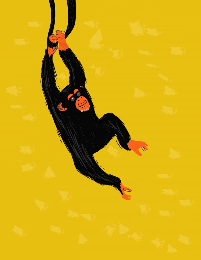 Joyful Swinging Chimp by Nicholas — canvas wall art
