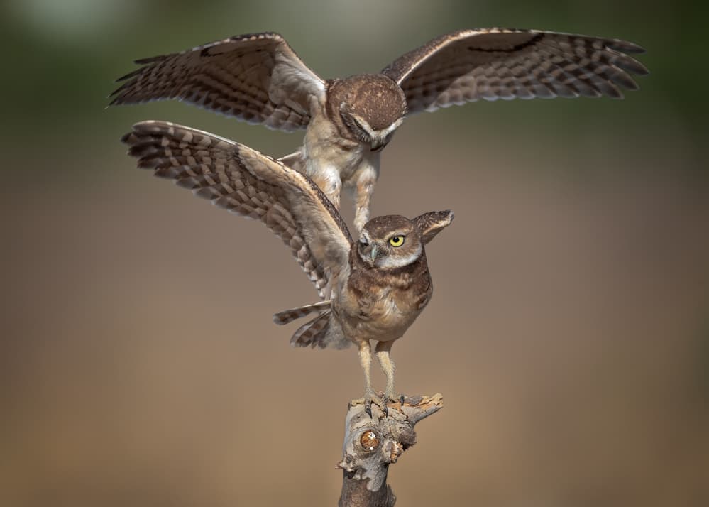 Playful Owl Interaction by Annie Poreider — canvas wall art