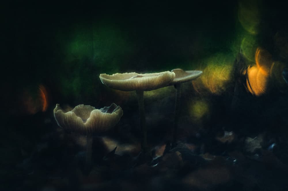 Glowing Forest Mushrooms by Jan van der Linden — canvas wall art