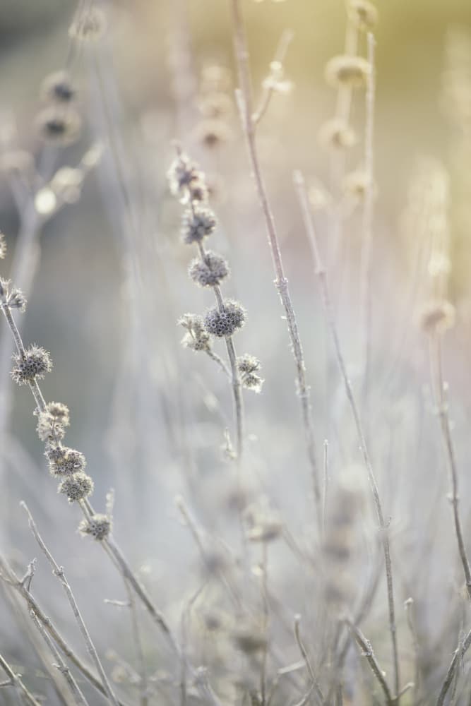 Soft Winter Plants by Javier Pardina — canvas wall art