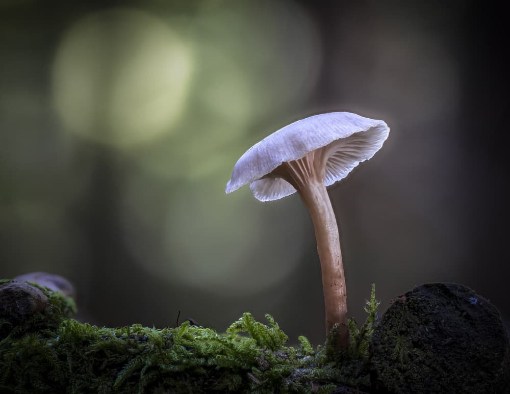 Glowing Woodland Mushroom by Sergio Barboni — canvas wall art