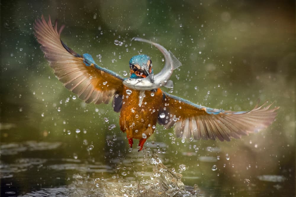 Kingfisher's Perfect Catch by Alberto Ghizzi Panizza — canvas wall art