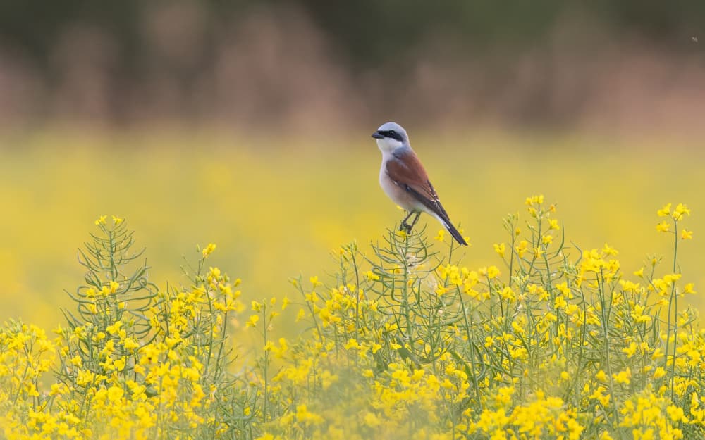 Shrike Among Yellow Flowers by Damian Stopczynski — canvas wall art