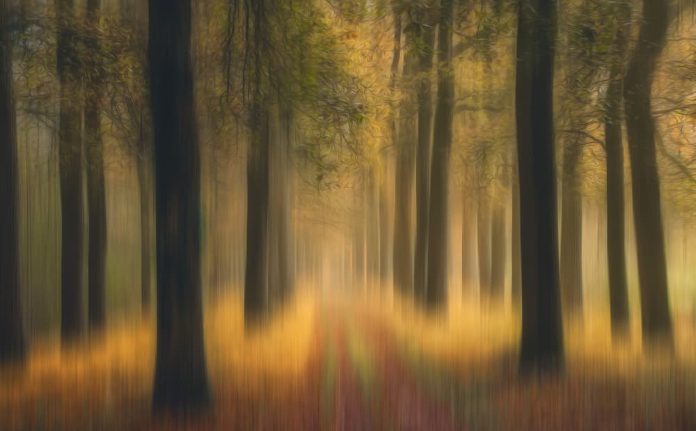Dreamy Autumn Path by Hilda van der Lee — canvas wall art