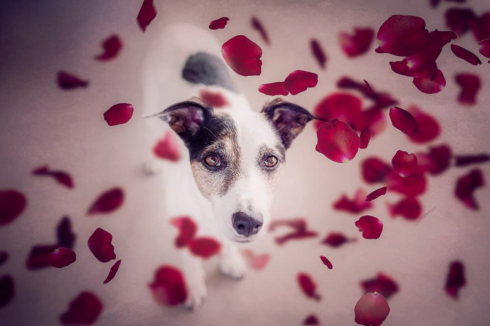 Sweet Dog Red Petals by Heike Willers — canvas wall art