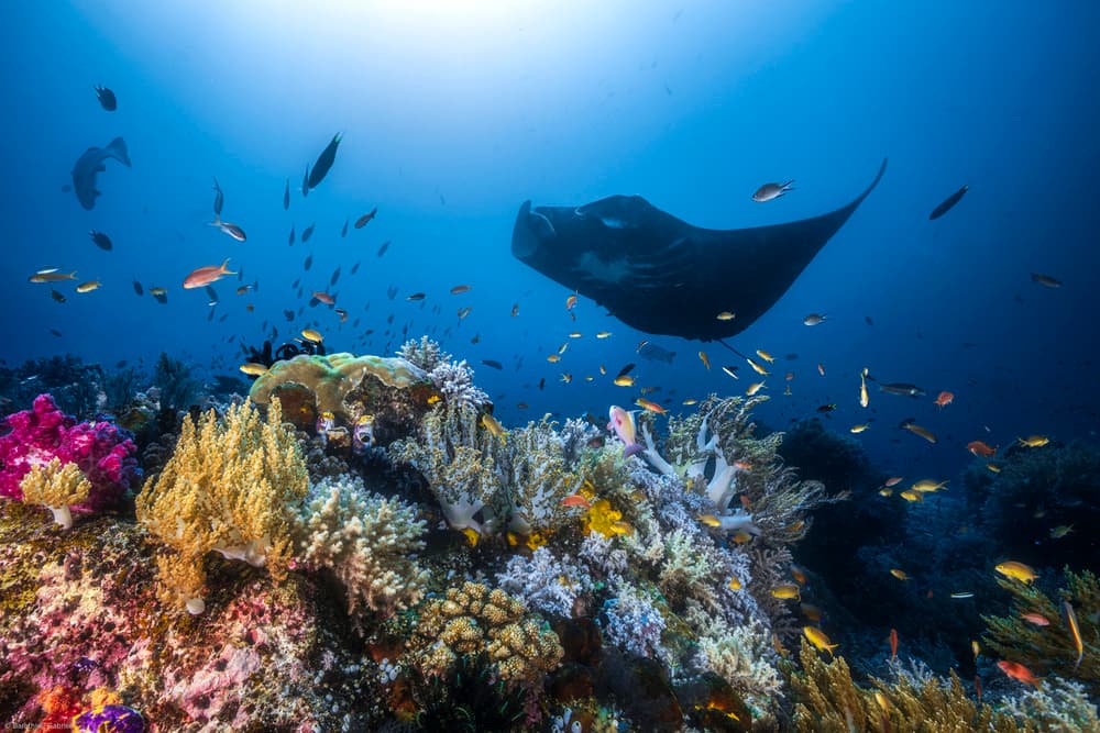 Manta Ray Over Coral Reef by Barathieu Gabriel — canvas wall art