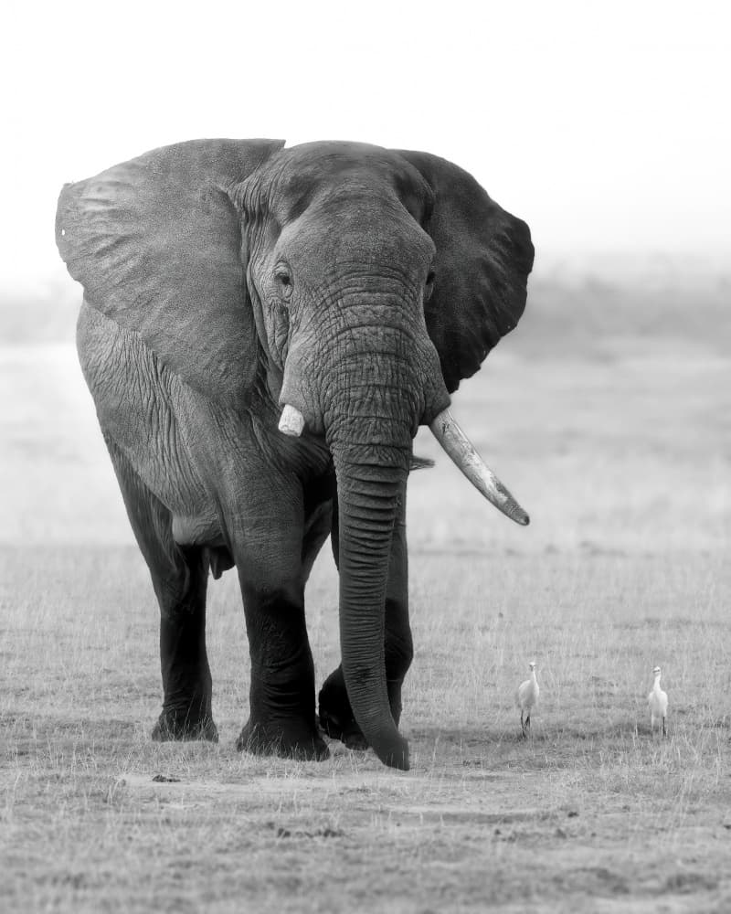 Majestic African Elephant by Siyu_Wei APA — canvas wall art
