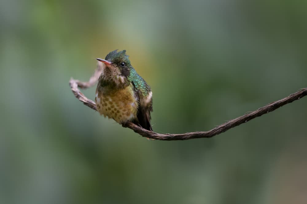 Green Hummingbird Perched by Patrick Dessureault — canvas wall art