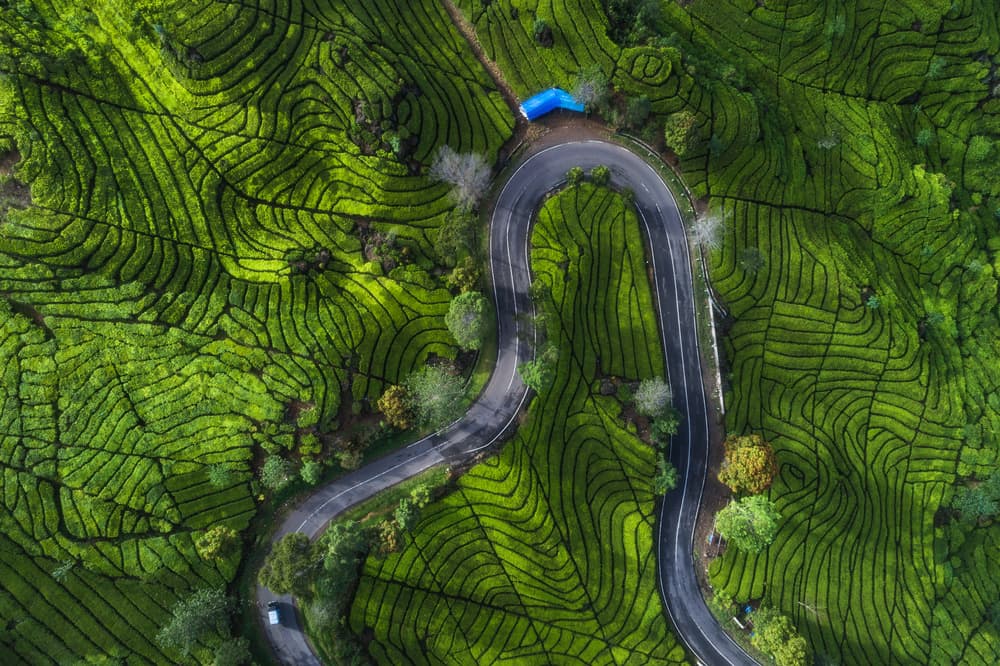 Lush Tea Road View by Jean Claude Castor — canvas wall art
