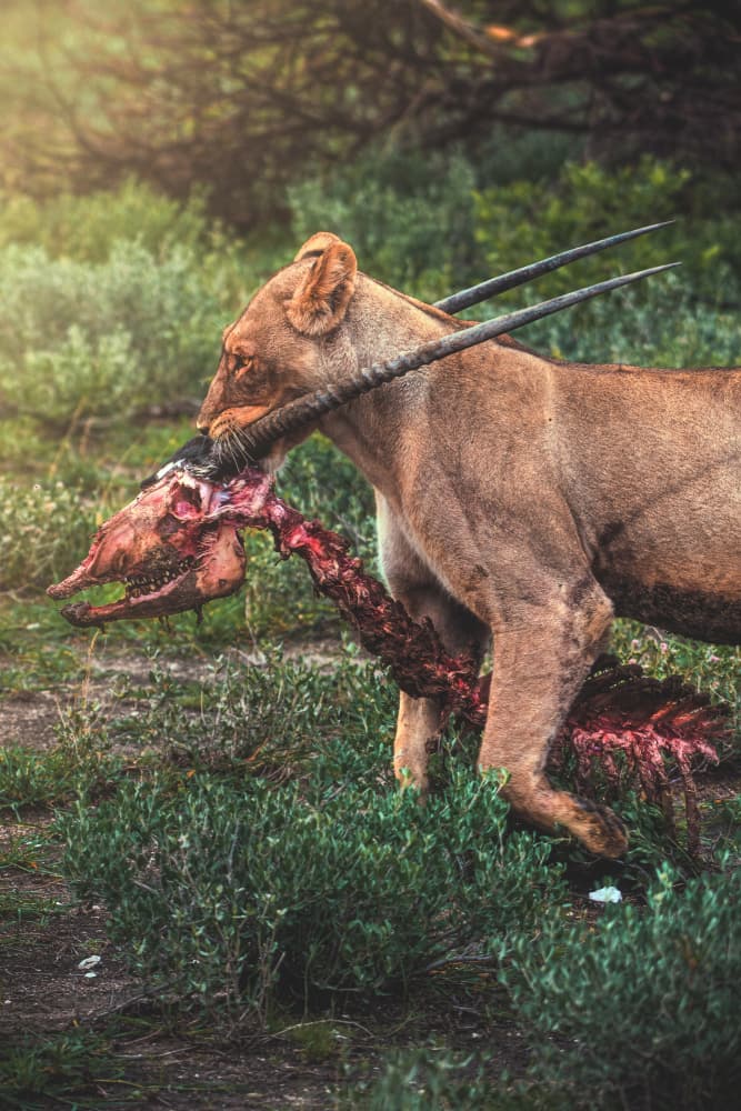 African Lioness Carry by Jean Claude Castor — canvas wall art