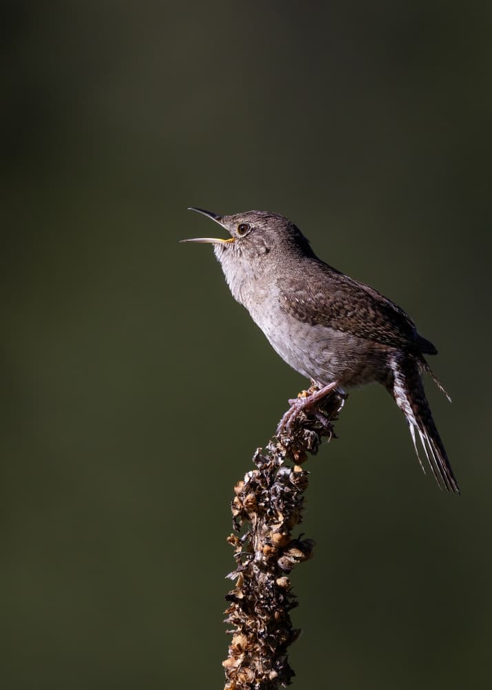 Singing Wren Perched by verdon — canvas wall art
