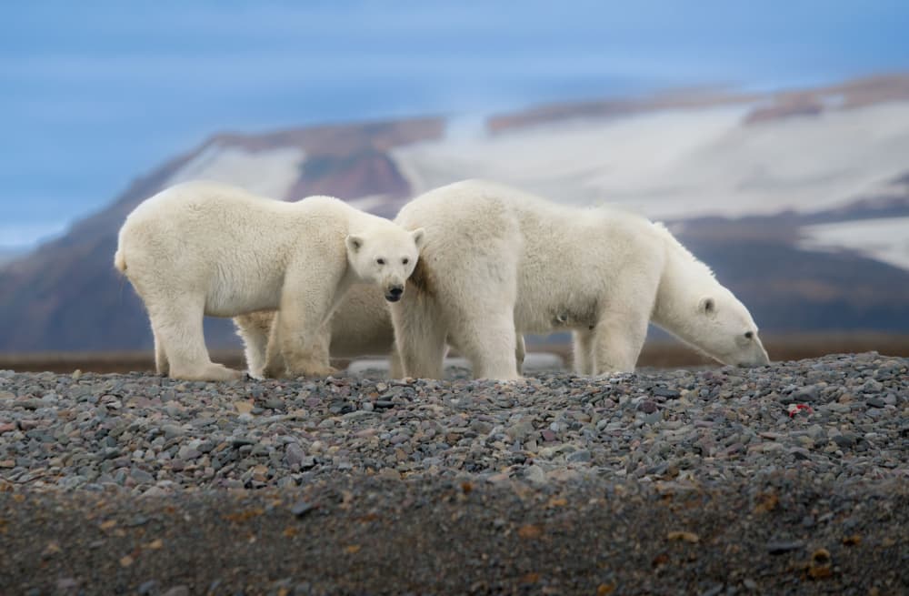 Arctic Bear Family by Manish Nagpal — canvas wall art