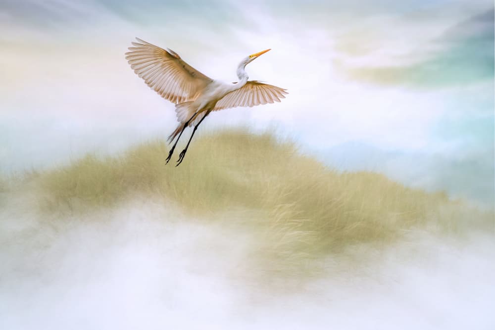 Graceful Egret Flight by אייל בר אור • Eyal Bar Or — canvas wall art