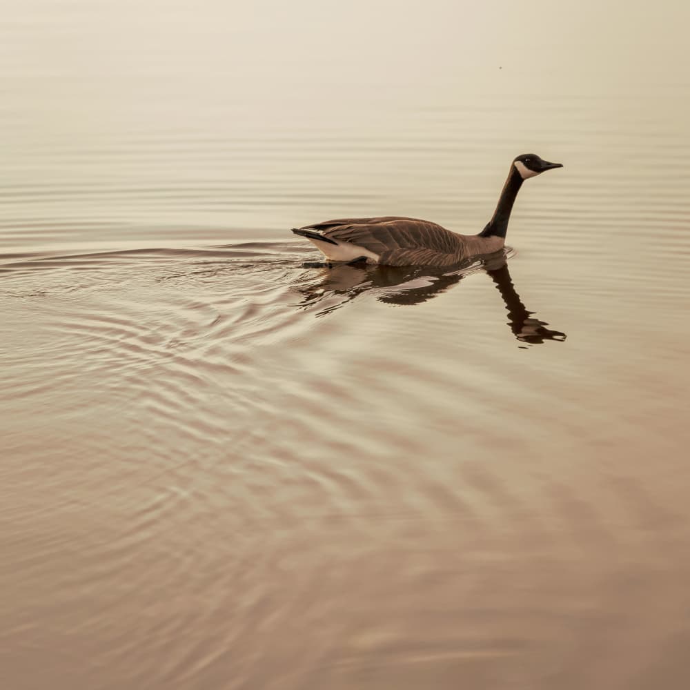 Golden Hour Goose by Stephanie Klatt — canvas wall art