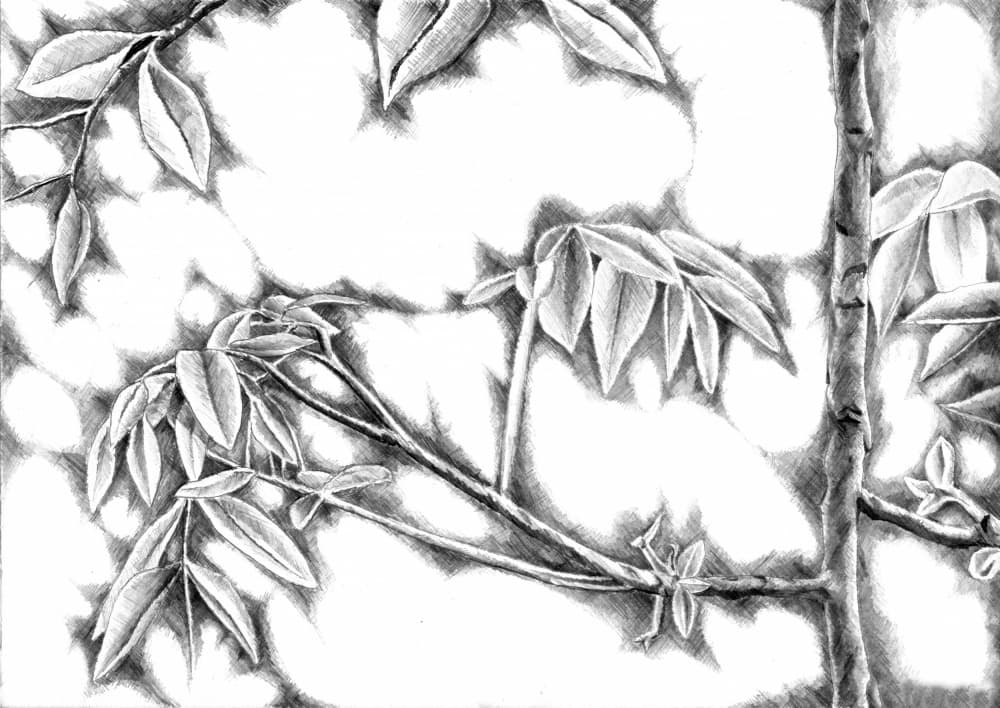 Dappled Light Leaves by Kulik — canvas wall art