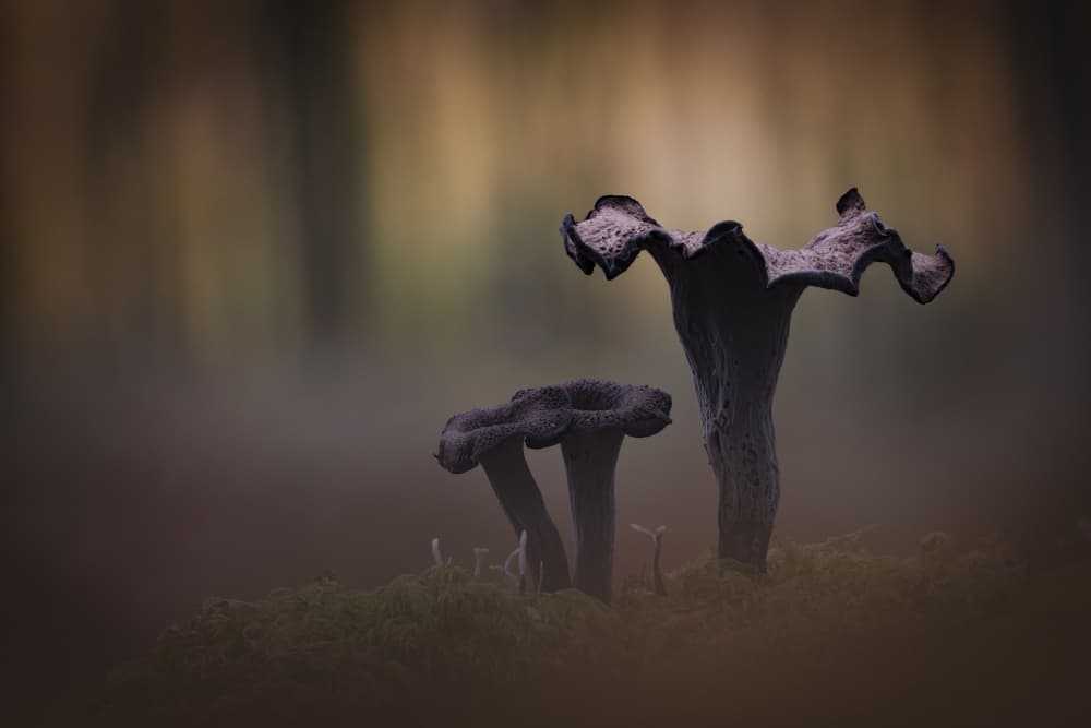 Mystical Forest Fungi by Kutub Uddin — canvas wall art