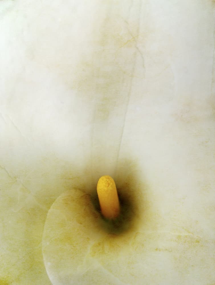 Creamy Calla Lily by Angelo Cerantola — canvas wall art