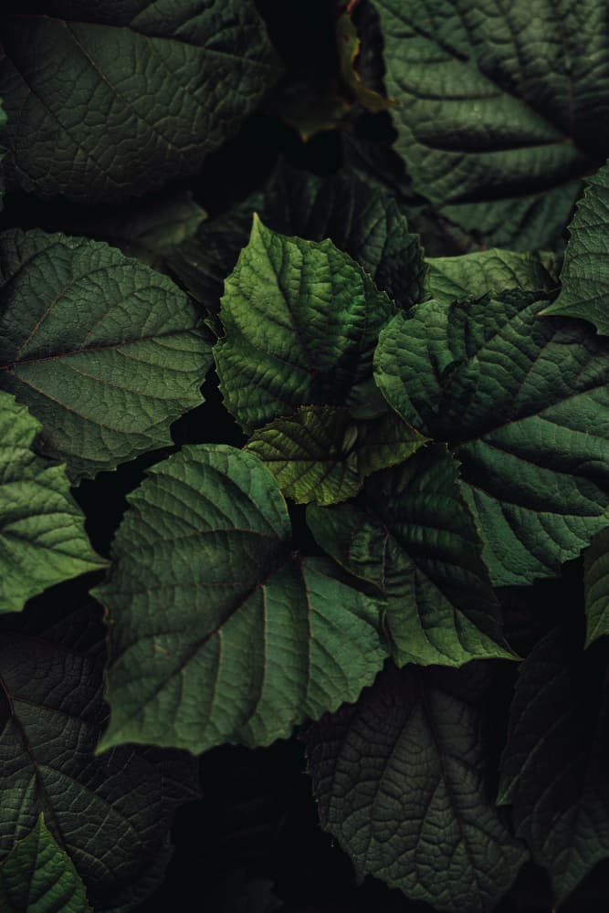 Lush Green Foliage by Aimee Giles — canvas wall art
