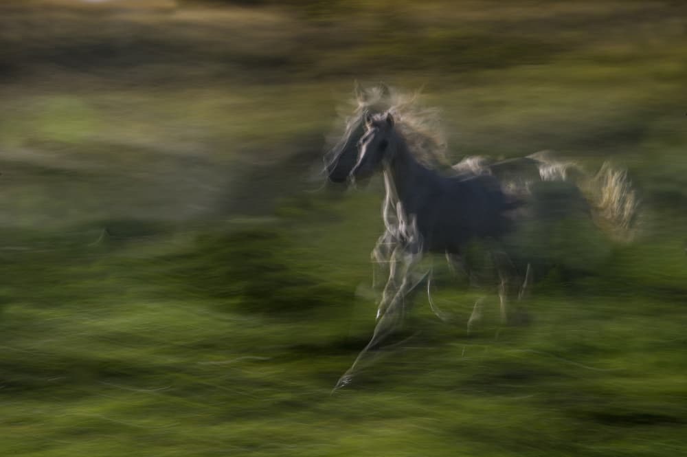 Running Wild Horse by Milan Malovrh — canvas wall art