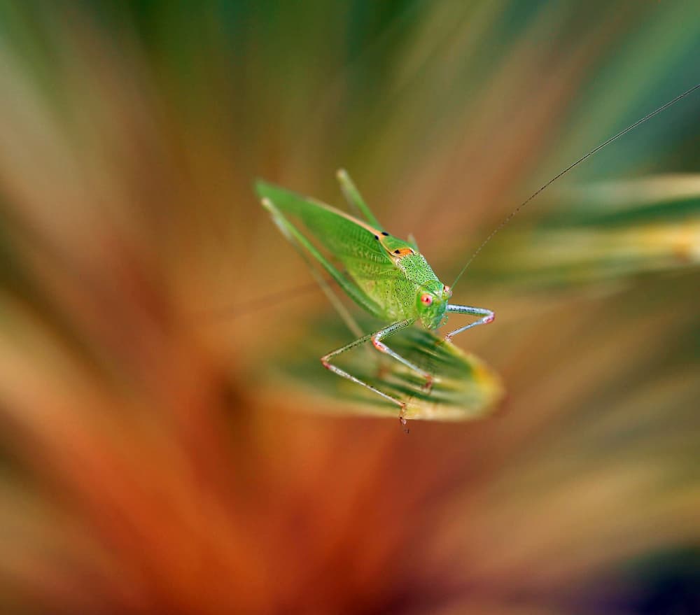 Vibrant Green Grasshopper by Thierry Dufour — canvas wall art