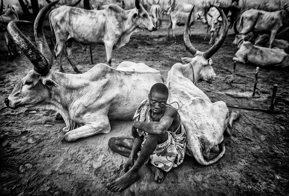 African Boy and Cattle by Joxe Inazio Kuesta Garmendia — canvas wall art