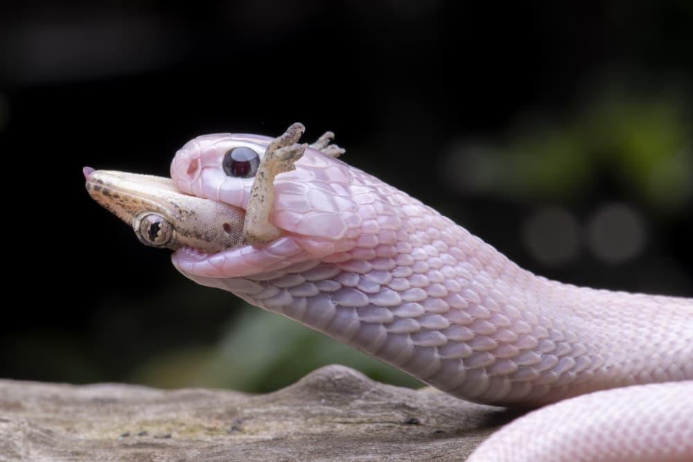 Snake Eats Gecko by Ajar Setiadi — canvas wall art