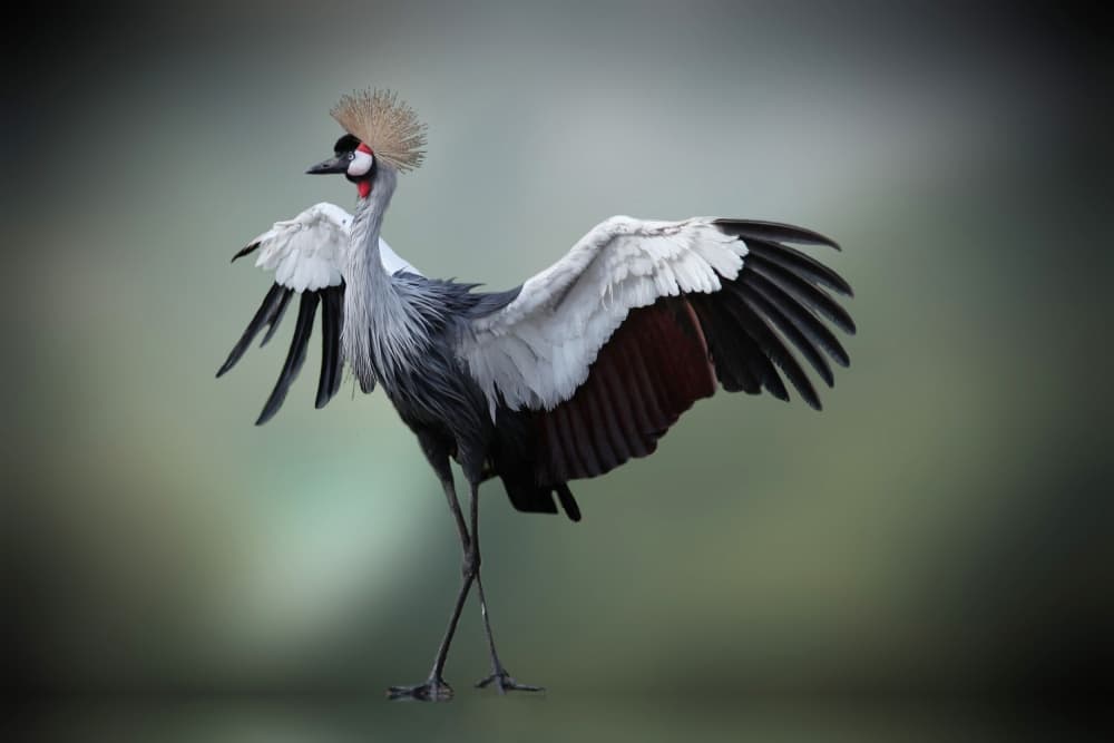 Majestic Crowned Crane Display by Anna Cseresnjes — canvas wall art