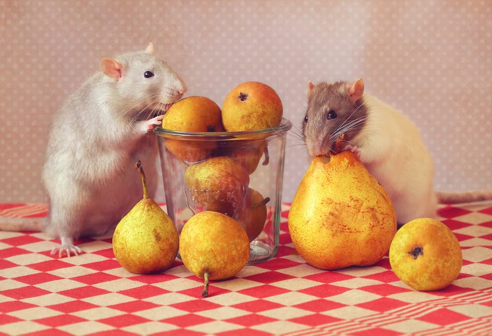 Curious Rats and Pears by Ellen van Deelen — canvas wall art