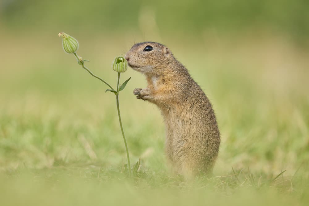 Curious Ground Squirrel by Wiolett — canvas wall art