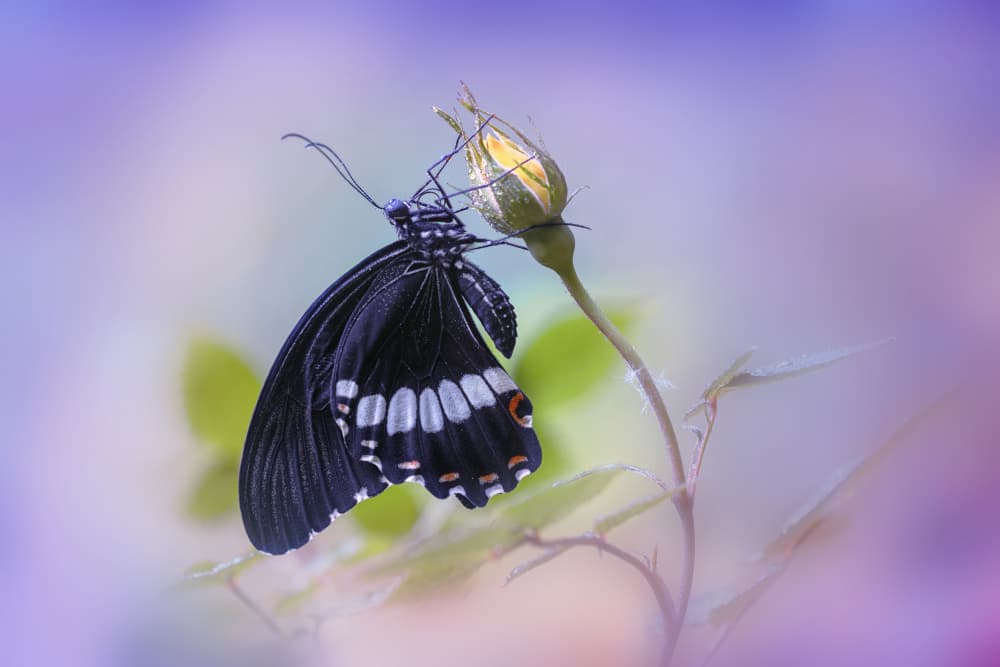 Black Butterfly on Rosebud by Fabrizio Daminelli — canvas wall art